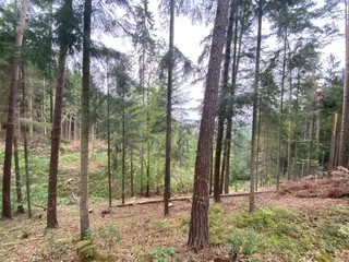 Lesní pozemek p.č. 194/4 Jestřebíčko, okres Šumperk