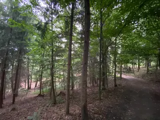 Lesní pozemek p.č. 194/6,  Jestřebíčko, okres Šumperk