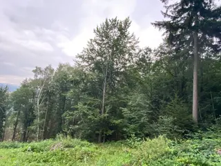 Lesní pozemek p.č. 194/6,  Jestřebíčko, okres Šumperk