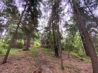 Lesní pozemek p.č. 194/6,  Jestřebíčko, okres Šumperk