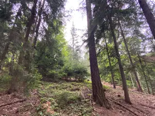 Lesní pozemek p.č. 194/6,  Jestřebíčko, okres Šumperk