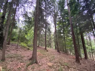 Lesní pozemek p.č. 194/6,  Jestřebíčko, okres Šumperk
