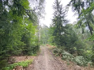 Lesní pozemek p.č. 194/6,  Jestřebíčko, okres Šumperk