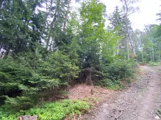 Lesní pozemek p.č. 194/6,  Jestřebíčko, okres Šumperk