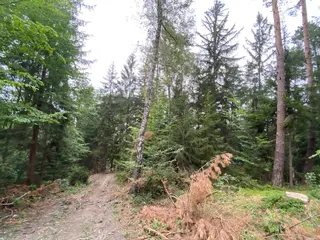 Lesní pozemek p.č. 194/6,  Jestřebíčko, okres Šumperk