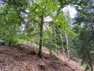 Lesní pozemek p.č. 194/6,  Jestřebíčko, okres Šumperk