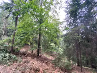 Lesní pozemek p.č. 194/6,  Jestřebíčko, okres Šumperk