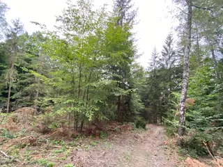 Lesní pozemek p.č. 194/6,  Jestřebíčko, okres Šumperk