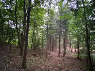 Lesní pozemek p.č. 194/6,  Jestřebíčko, okres Šumperk
