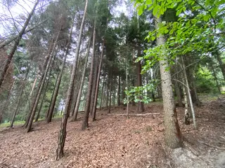 Lesní pozemek p.č. 194/6,  Jestřebíčko, okres Šumperk