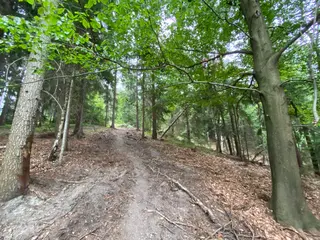 Lesní pozemek p.č. 194/6,  Jestřebíčko, okres Šumperk