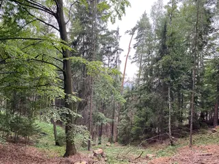 Lesní pozemek p.č. 194/6,  Jestřebíčko, okres Šumperk