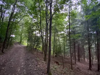 Lesní pozemek p.č. 194/6,  Jestřebíčko, okres Šumperk