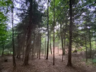 Lesní pozemek p.č. 194/6,  Jestřebíčko, okres Šumperk