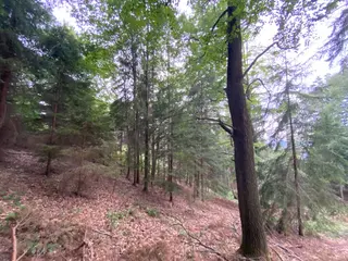 Lesní pozemek p.č. 194/6,  Jestřebíčko, okres Šumperk