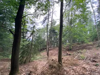 Lesní pozemek p.č. 194/6,  Jestřebíčko, okres Šumperk