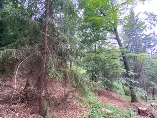 Lesní pozemek p.č. 194/6,  Jestřebíčko, okres Šumperk