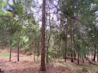 Lesní pozemek p.č. 194/6,  Jestřebíčko, okres Šumperk