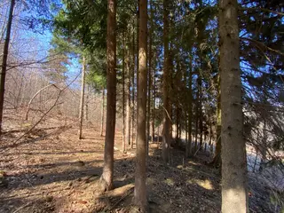 Lesní pozemek Horní Studénky p.č. 515/5 , okres Šumperk 