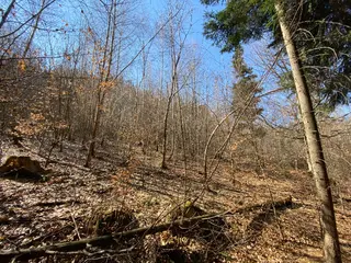 Lesní pozemek Horní Studénky p.č. 515/5 , okres Šumperk 