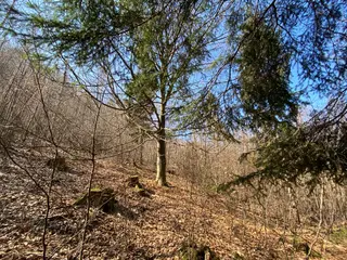 Lesní pozemek Horní Studénky p.č. 515/5 , okres Šumperk 