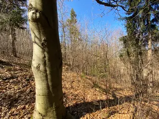 Lesní pozemek Horní Studénky p.č. 515/5 , okres Šumperk 