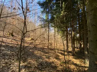 Lesní pozemek p.č. 515/5 Horní Studénky, okres Šumperk