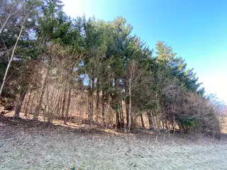 Lesní pozemek p.č. 515/5 Horní Studénky, okres Šumperk
