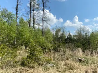Lesní pozemek p.č. 609 Bítovánky, okres Třebíč