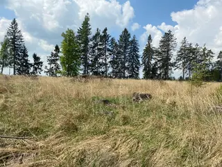 Lesní pozemek p.č. 609 Bítovánky, okres Třebíč