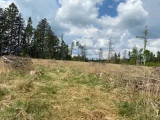Lesní pozemek p.č. 609 Bítovánky, okres Třebíč