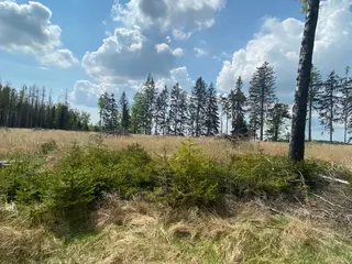 Lesní pozemek p.č. 609 Bítovánky, okres Třebíč
