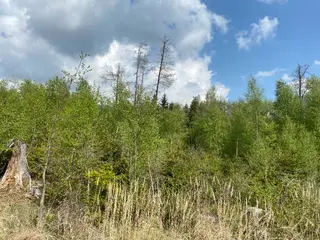 Lesní pozemek p.č. 609 Bítovánky, okres Třebíč