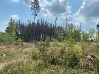 Lesní pozemek p.č. 609 Bítovánky, okres Třebíč