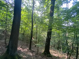 Lesní pozemek p.č. 78/1 Vrbatův Kostelec, okres Chrudim