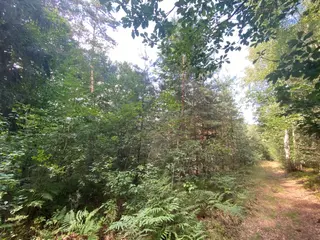 Lesní pozemek p.č. 78/1 Vrbatův Kostelec, okres Chrudim