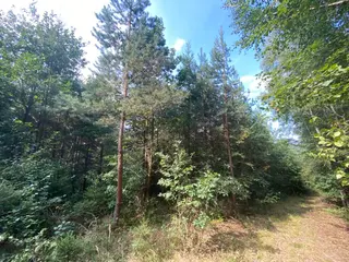 Lesní pozemek p.č. 78/1 Vrbatův Kostelec, okres Chrudim