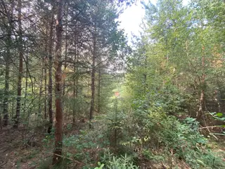 Lesní pozemek p.č. 78/1 Vrbatův Kostelec, okres Chrudim