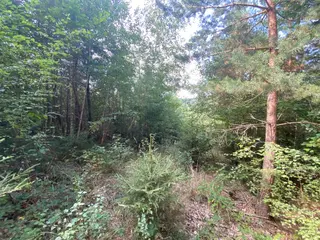 Lesní pozemek p.č. 78/1 Vrbatův Kostelec, okres Chrudim