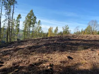 Lesní pozemek p.č. 795 Pecka, okres Jičín