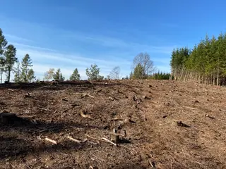 Lesní pozemek p.č. 795 Pecka, okres Jičín
