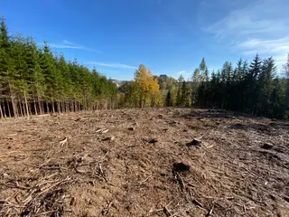 Lesní pozemek p.č. 795 Pecka, okres Jičín