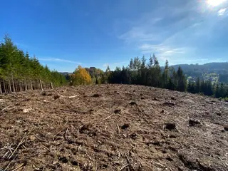 Lesní pozemek p.č. 795 Pecka, okres Jičín