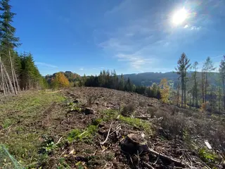 Lesní pozemek p.č. 795 Pecka, okres Jičín