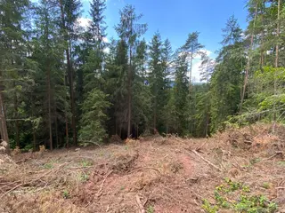 Lesní pozemek p.č. 889 Horní Dobrouč, okres Ústí nad Orlicí