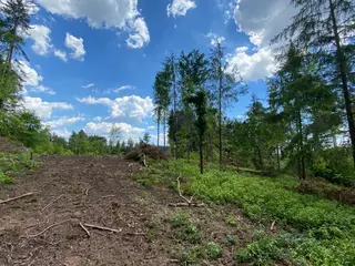 Lesní pozemek p.č. 889 Horní Dobrouč, okres Ústí nad Orlicí