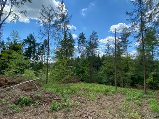 Lesní pozemek p.č. 889 Horní Dobrouč, okres Ústí nad Orlicí
