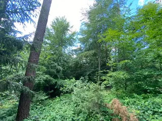 Lesní pozemek p.č. 889 Horní Dobrouč, okres Ústí nad Orlicí