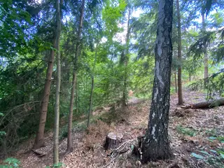 Lesní pozemek p.č. 889 Horní Dobrouč, okres Ústí nad Orlicí