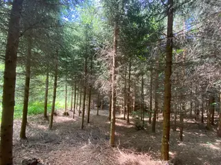 Lesní pozemek p.č. 889 Horní Dobrouč, okres Ústí nad Orlicí